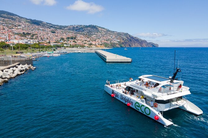 Eco-Friendly Catamaran Dolphin and Whale Watching - Should you book Magic Dolphin for whale and dolphin watching?