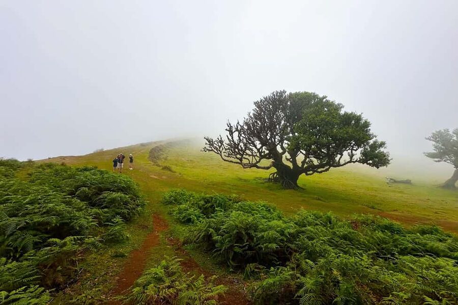 Fanal / Assobiadores - Levada Walk - Quick Highlights