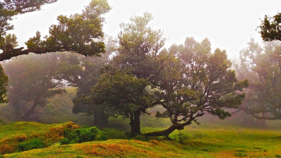 Fanal / Assobiadores - Levada Walk - Who Should Book the Fanal / Assobiadores Levada Walk