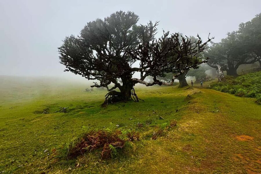 Fanal / Assobiadores - Levada Walk - From Paul da Serra to Old-World Woodland: Why This Route Works