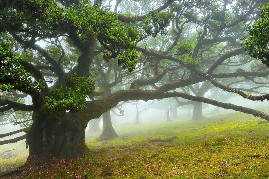 Fanal / Assobiadores - Levada Walk - The Ribeira da Janela Valley Viewpoint: Your Big Photo Moment