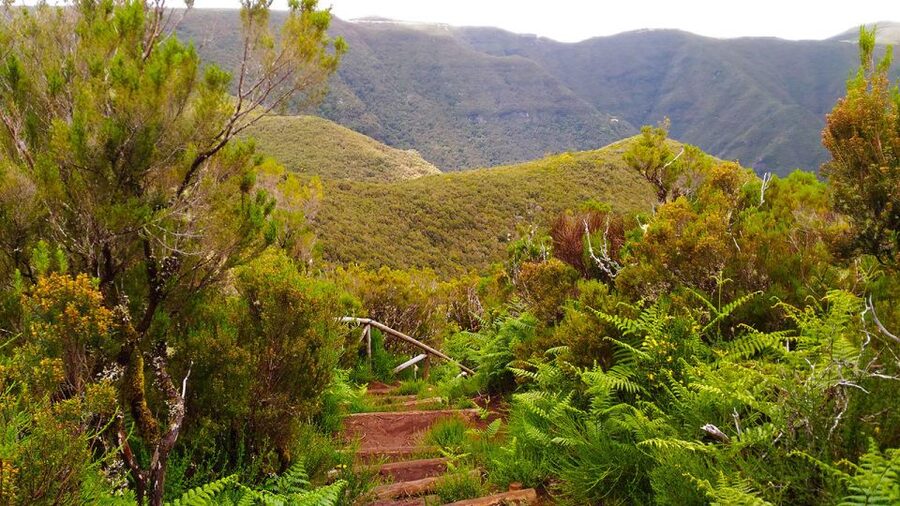 Fanal / Assobiadores - Levada Walk - Chão da Ribeira: Where the Walk Feels Grounded