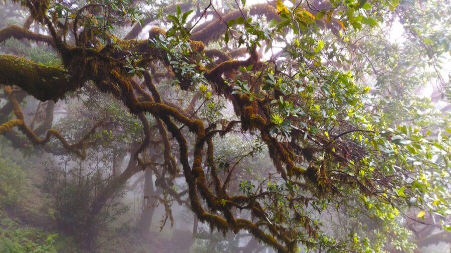 Fanal / Assobiadores - Levada Walk - The Guide Experience: More Than Facts, Real Safety and Style