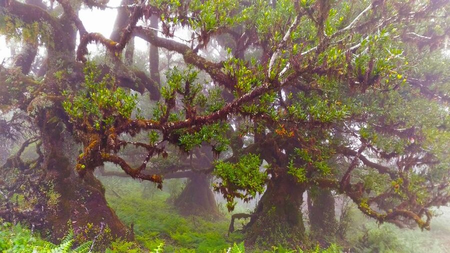 Fanal / Assobiadores - Levada Walk - Pickup and Timing: How to Start Without Stress