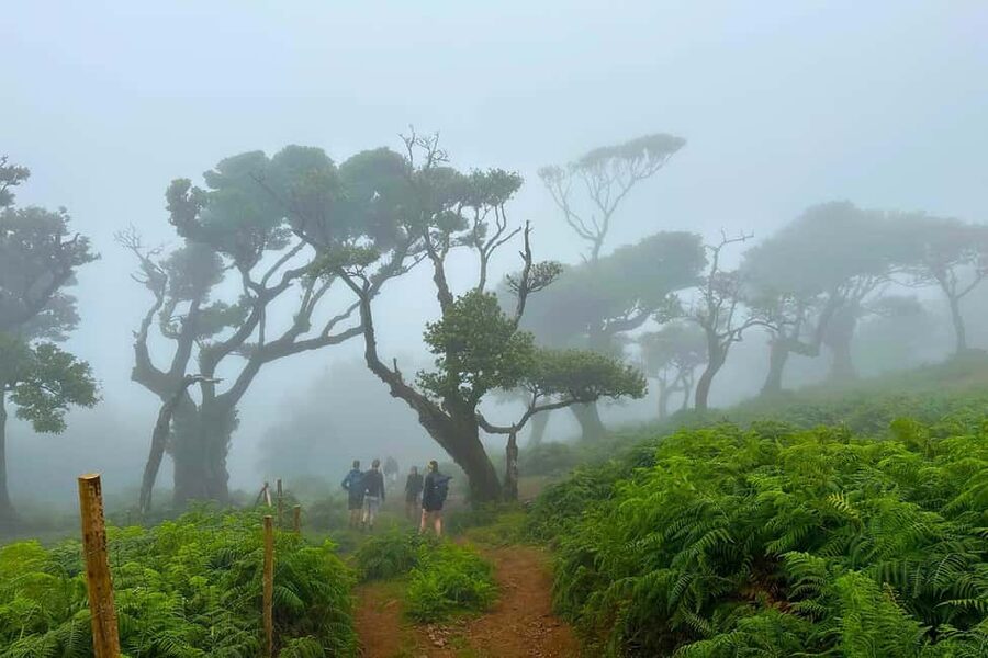 Fanal / Assobiadores - Levada Walk - Price and Value: Is $50 Worth It for an 8-Hour Guided Walk?