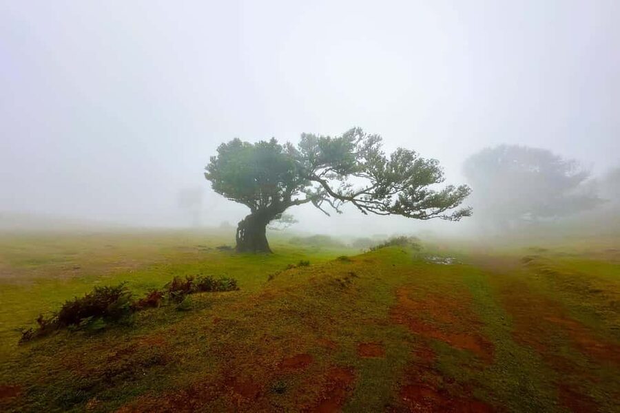 Fanal / Assobiadores - Levada Walk - What You’ll See in the Laurissilva: Trees, Timing, and Atmosphere