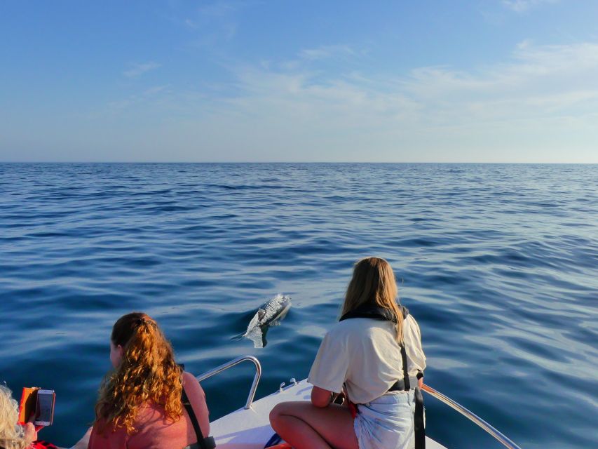 Faro: Dolphin and Wildlife Watching in the Atlantic Ocean - Key points before you go