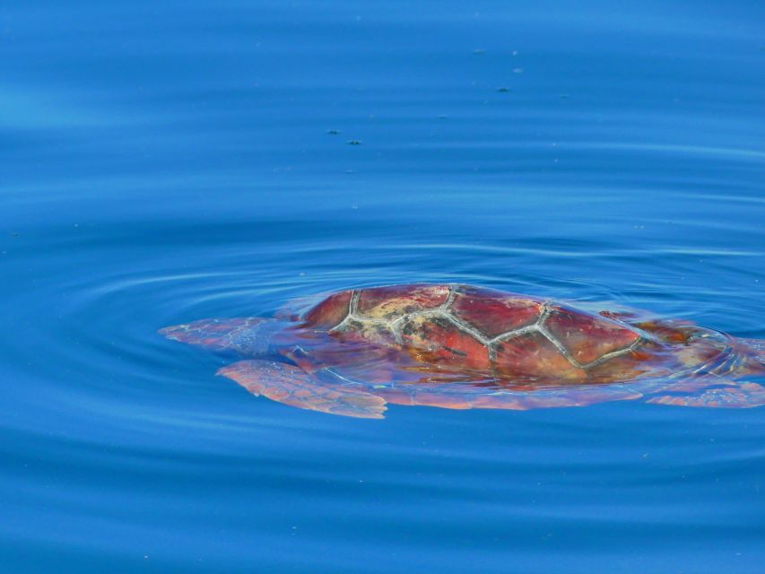Faro: Dolphin and Wildlife Watching in the Atlantic Ocean - Should you book it? My decision guide