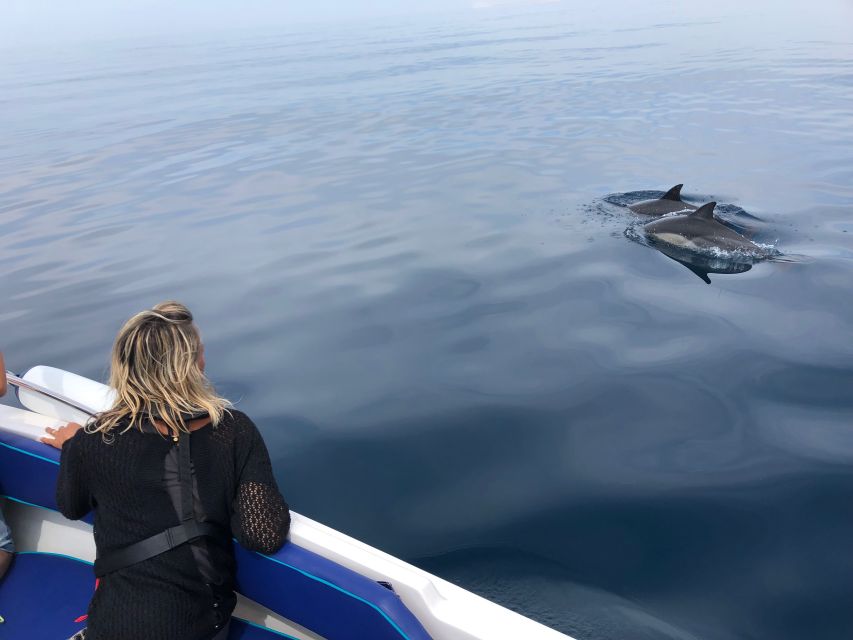 Faro: Dolphin and Wildlife Watching in the Atlantic Ocean - Faro Dolphin and Wildlife Watching in the Atlantic, the real point of the trip