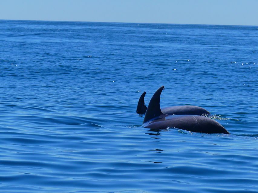 Faro: Dolphin and Wildlife Watching in the Atlantic Ocean - What wildlife you can expect in the Atlantic Ocean