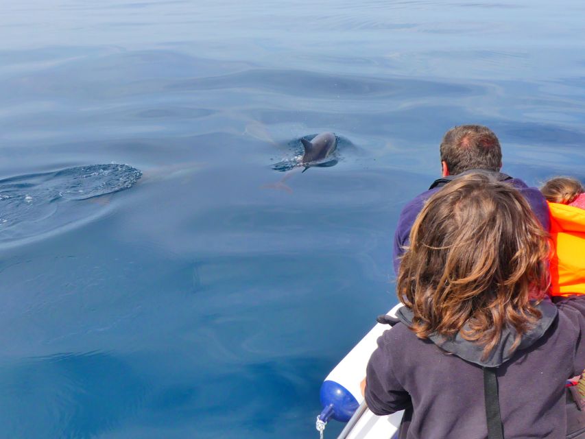 Faro: Dolphin and Wildlife Watching in the Atlantic Ocean - Marine biologists on board: how the guides make the hunt work