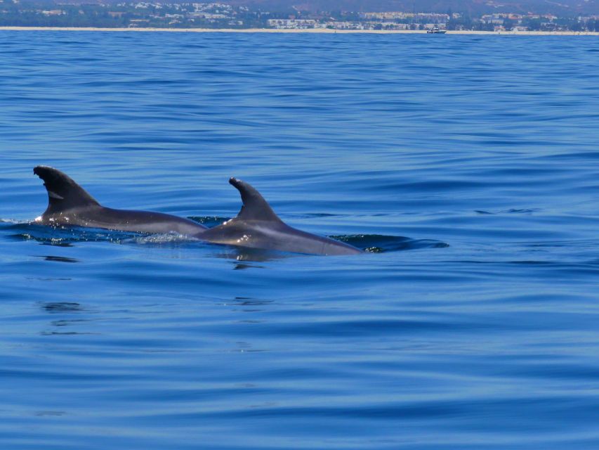 Faro: Dolphin and Wildlife Watching in the Atlantic Ocean - The boat ride reality: comfort, spray, and what to pack