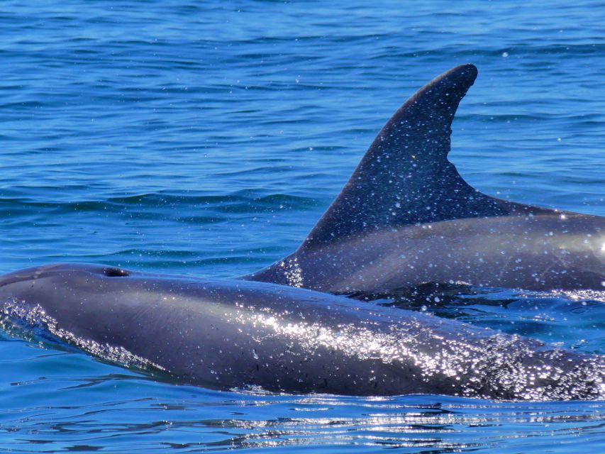 Faro: Dolphin and Wildlife Watching in the Atlantic Ocean - Price and value: is $76 per person a fair deal?