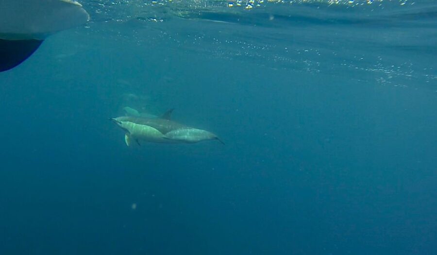 Faro: Dolphin and Wildlife Watching in the Atlantic Ocean - Who should book this Faro dolphin and wildlife tour