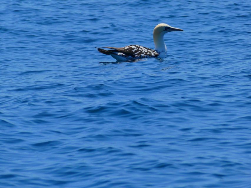 Faro: Dolphin and Wildlife Watching in the Atlantic Ocean - Meeting point in Faro: where to go before you board