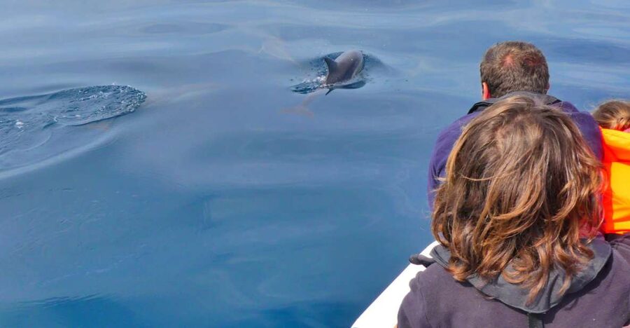 Faro: Dolphin and Wildlife Watching in the Atlantic Ocean - Ria Formosa to the Atlantic: the route is part of the experience