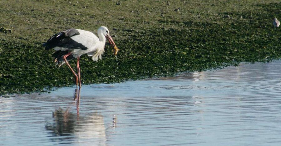 Faro: Eco-Friendly Ria Formosa Bird Watching in Solar Boat - Key highlights to know before you go