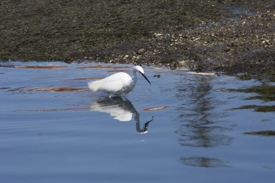 Faro: Eco-Friendly Ria Formosa Bird Watching in Solar Boat - Practical tips to boost your odds of seeing something special
