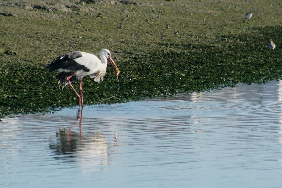 Faro: Eco-Friendly Ria Formosa Bird Watching in Solar Boat - Why Ria Formosa birdwatching feels different hour to hour