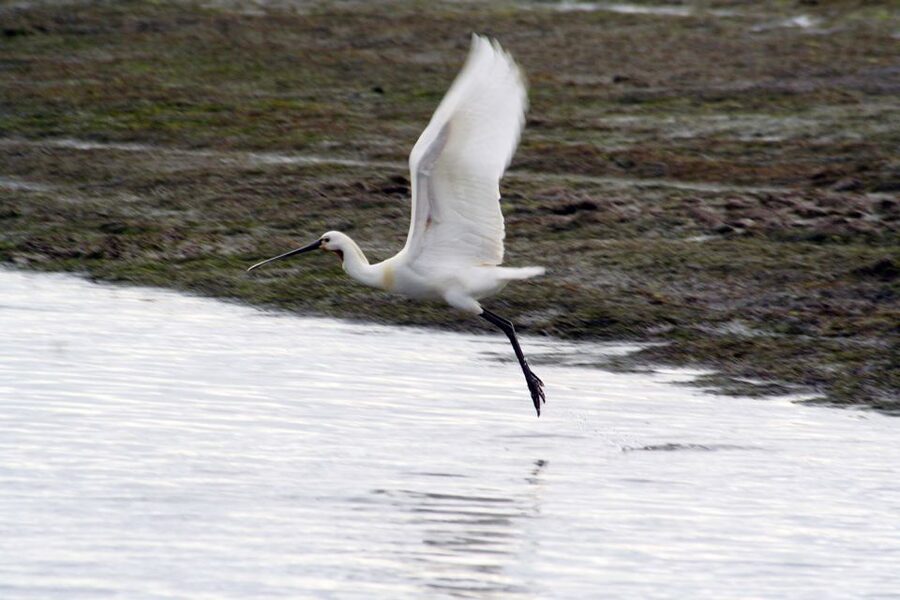 Faro: Eco-Friendly Ria Formosa Bird Watching in Solar Boat - How the 2 hours in Faro actually play out