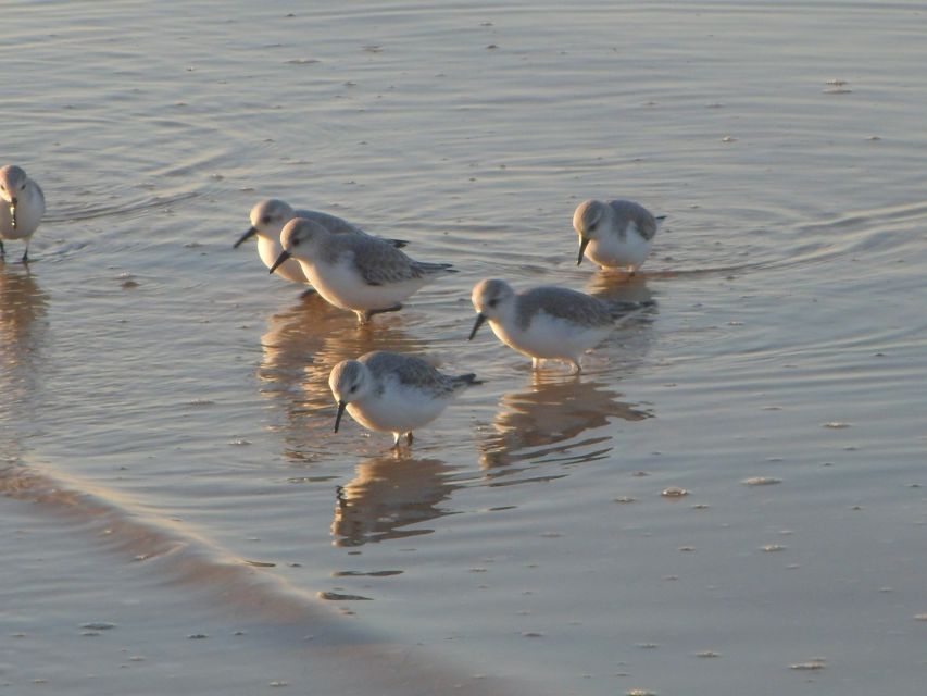 Faro: Eco-Friendly Ria Formosa Bird Watching in Solar Boat - Your guide experience: what makes it work in practice