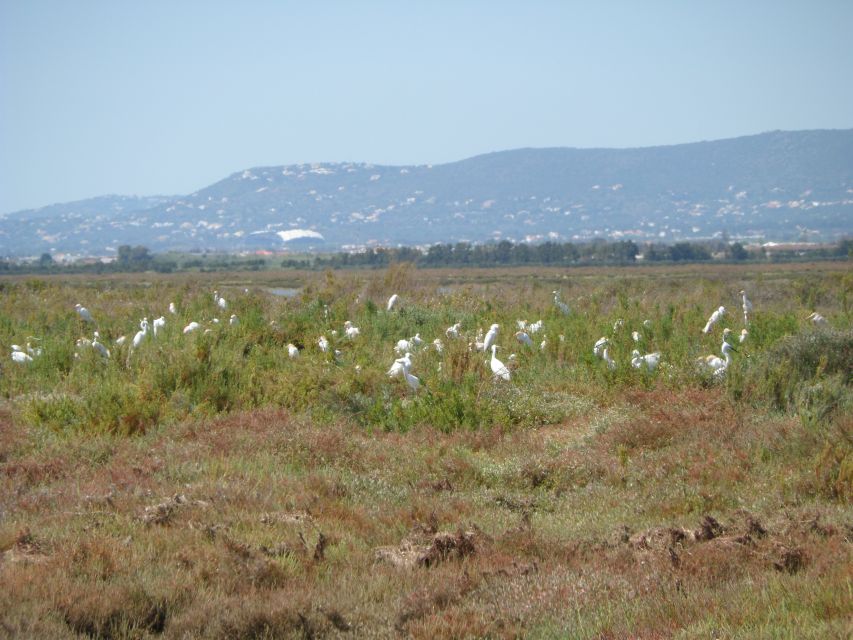 Faro: Eco-Friendly Ria Formosa Bird Watching in Solar Boat - What to bring so you enjoy every minute