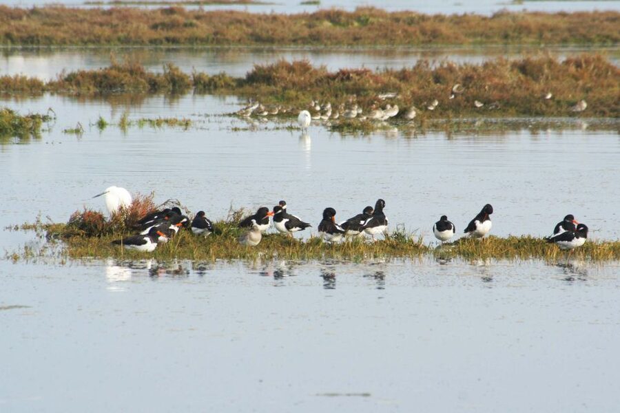 Faro: Eco-Friendly Ria Formosa Bird Watching in Solar Boat - Price and value: is $47 per person fair for Faro birding?