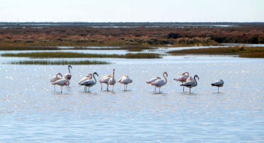 Faro: Eco-Friendly Ria Formosa Bird Watching in Solar Boat - Who should book this solar bird watching tour