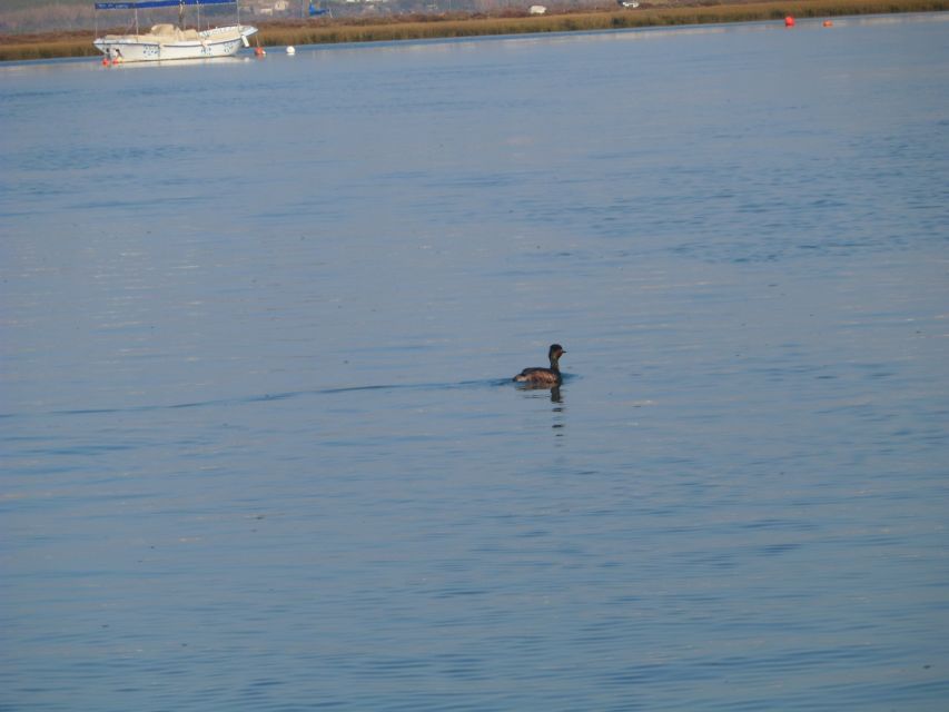Faro: Eco-Friendly Ria Formosa Bird Watching in Solar Boat - The eco angle: what solar power changes for wildlife and your ears