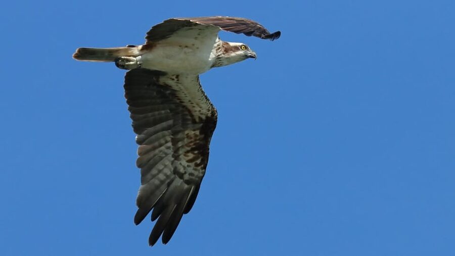 Faro: Ria Formosa Eco Birdwatching Boat Tour - Practical birdwatching tips for a moving boat