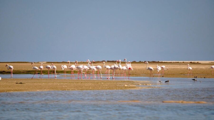 Faro: Ria Formosa Eco Birdwatching Boat Tour - Two hours on a solar-powered eco boat: what it feels like on the water
