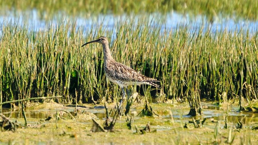 Faro: Ria Formosa Eco Birdwatching Boat Tour - What you’re likely to see: herons, spoonbills, flamingos, and waders