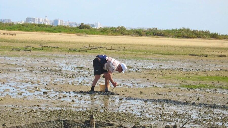 Faro: Ria Formosa Eco Birdwatching Boat Tour - How guides turn spotting into a real lesson (and not just guesswork)