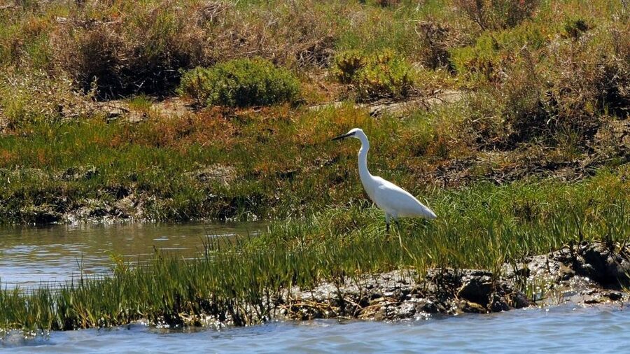 Faro: Ria Formosa Eco Birdwatching Boat Tour - April and May alternative: the calm two-hour walk to Barrinha Beach