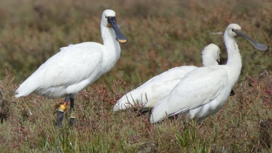 Faro: Ria Formosa Eco Birdwatching Boat Tour - Price and value: is about $47 for 2 hours a fair deal?