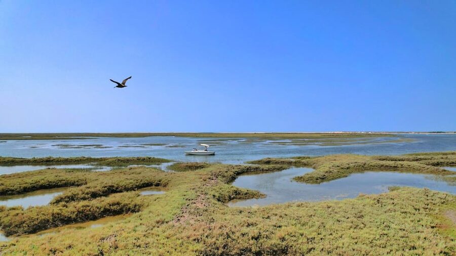 Faro: Ria Formosa Eco Birdwatching Boat Tour - What to bring, and what to skip