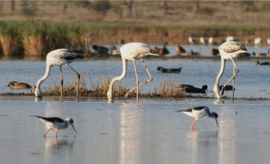 Faro: Ria Formosa Guided Sunset Tour by Catamaran - Where you meet at Cais da Porta Nova (and how to spot your start)