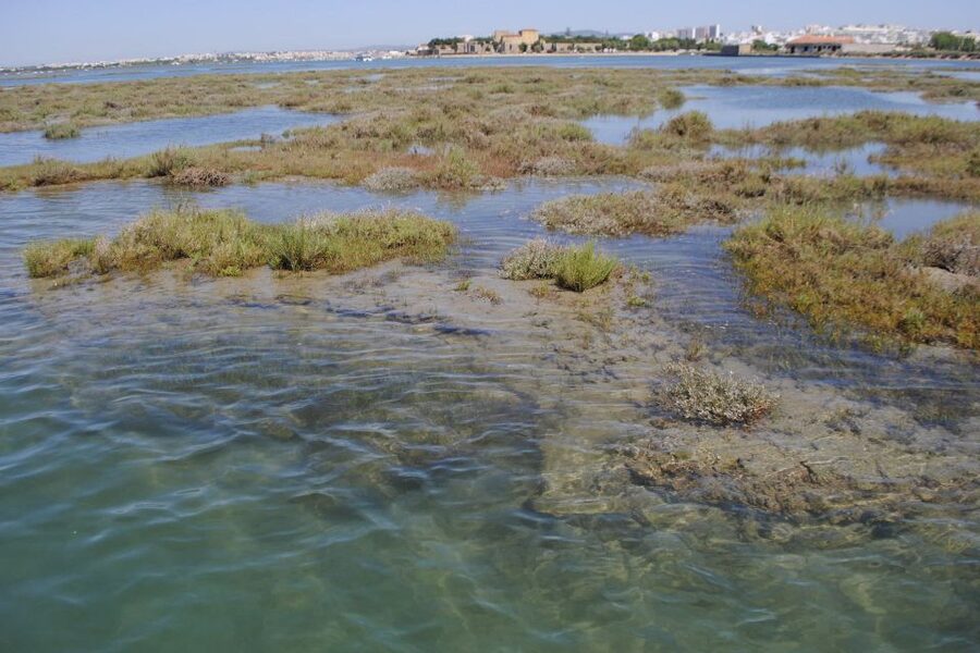 Faro: Ria Formosa Lagoon Small Boat Tour with Local Guide - Parque Natural da Ria Formosa: What the Guide Helps You See