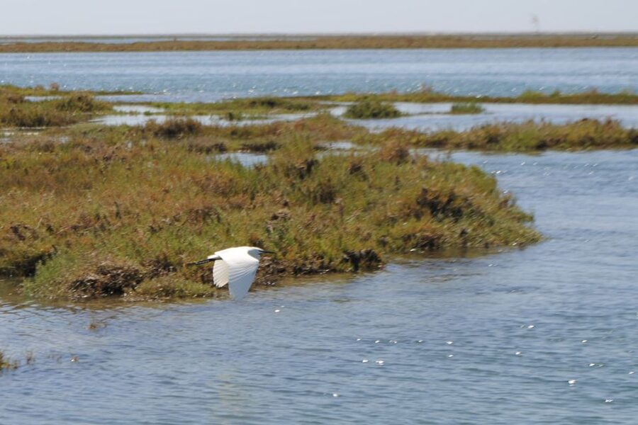 Faro: Ria Formosa Lagoon Small Boat Tour with Local Guide - Meeting Formosamar and Getting on Board Without Stress