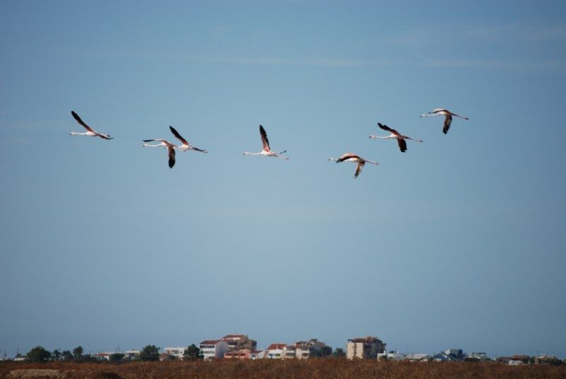 Faro: Ria Formosa Natural Park Segway Tour & Birdwatching - Key things to know before you go