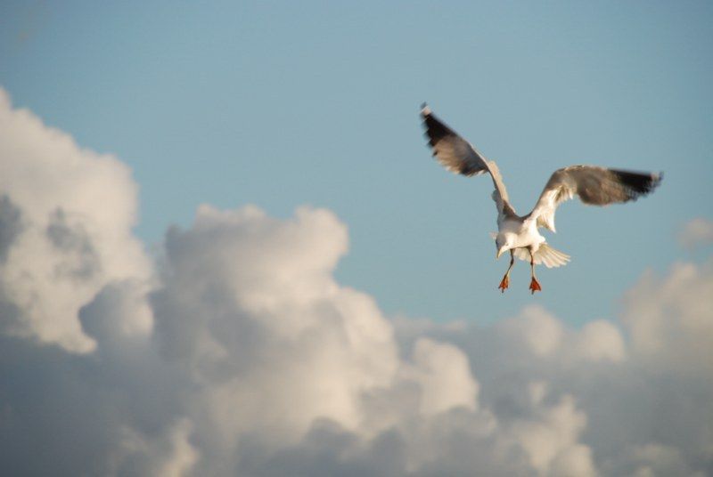 Faro: Ria Formosa Natural Park Segway Tour & Birdwatching - FAQ