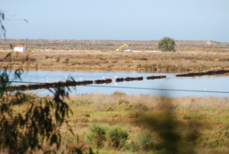 Faro: Ria Formosa Natural Park Segway Tour & Birdwatching - Why Rio Formosa Natural Park feels special from a Segway route