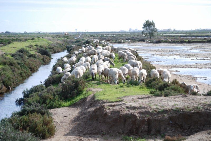Faro: Ria Formosa Natural Park Segway Tour & Birdwatching - How the guided ride turns plant and animal spotting into something you can actually do