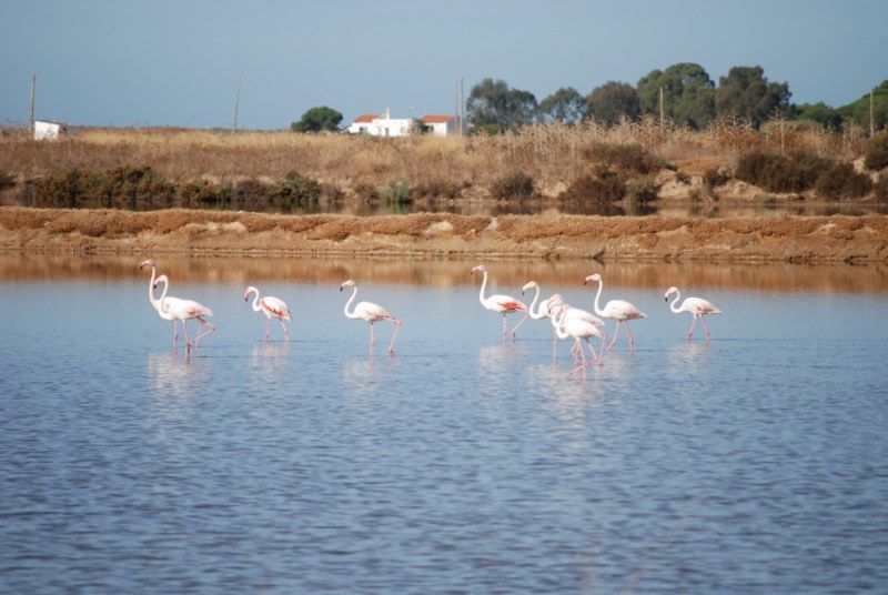 Faro: Ria Formosa Natural Park Segway Tour & Birdwatching - Private group advantages, timing, and who this suits best