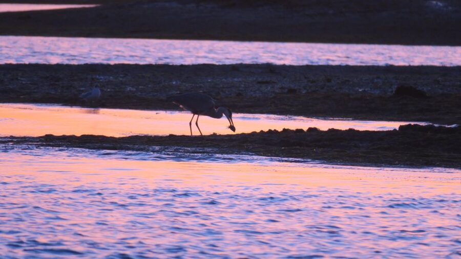 Faro: Ria Formosa Sunset Nature Boat Tour - Faro, then out to Parque Natural da Ria Formosa
