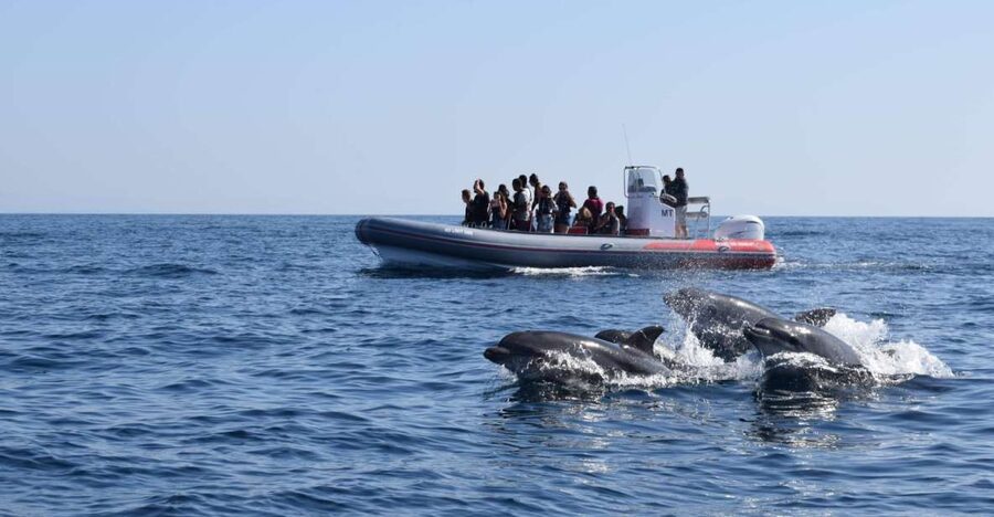 From Albufeira: Benagil Caves and Dolphins Guided Boat Tour - Quick Hits: Benagil Caves and Dolphins, the Practical Way