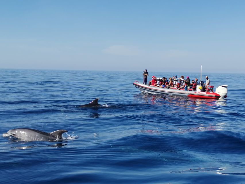 From Albufeira: Benagil Caves and Dolphins Guided Boat Tour - Entering The Algarve From The Water, Fast