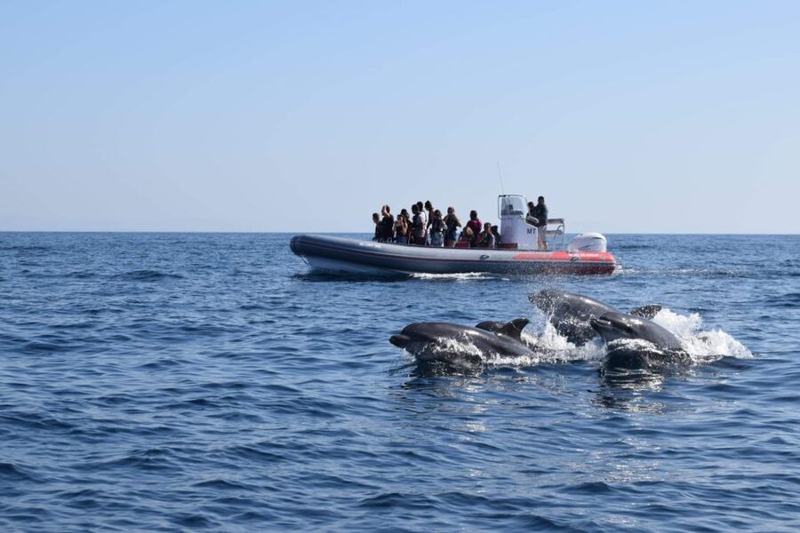 From Albufeira: Benagil Caves and Dolphins Guided Boat Tour - The Coast Cruise Between Albufeira And Benagil