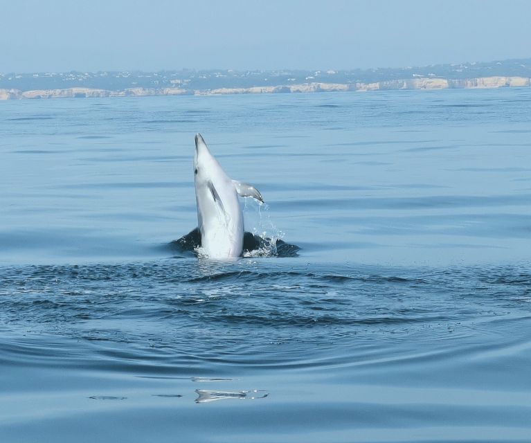 From Albufeira: Benagil Caves and Dolphins Guided Boat Tour - The Swim Stop: When You Get Water Time