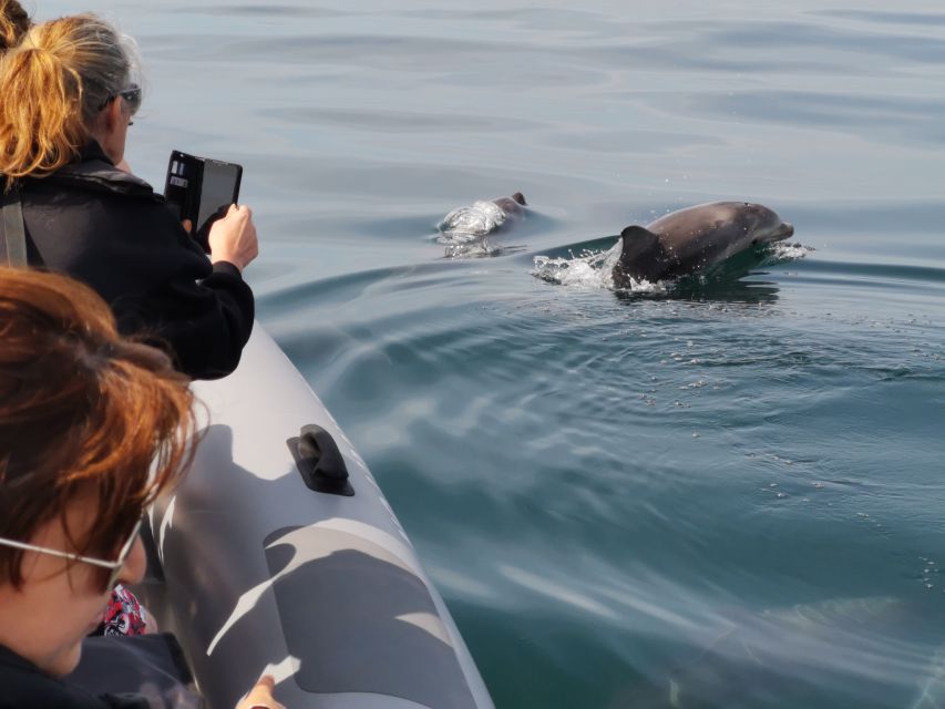 From Albufeira: Benagil Caves and Dolphins Guided Boat Tour - Who This Boat Trip Fits (And Who Should Skip It)